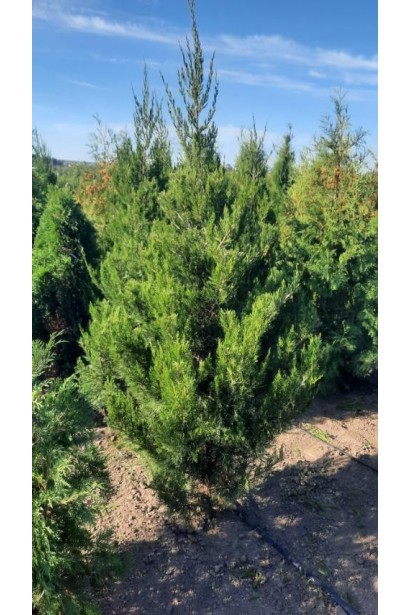 Ялівець китайський Спартан - ком55кг/вис.220-240см/Ø85-90см